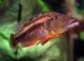 Tyrannochromis 02.jpg