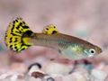 Femaleguppy-7779.jpg