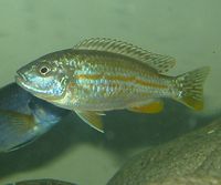 Melanochromis joanjohnsonae.jpg