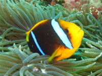 Amphiprion chrysopterus-9265.jpg