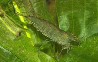 Caridina Japonica6.jpg