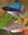 Male-female bettas.jpg