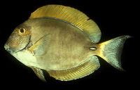 Acanthurus dussumieri2342.jpg