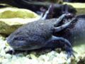 Axolotl-8901.jpg