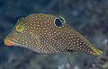 Canthigaster papua6667.jpg