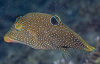 Canthigaster papua6667.jpg