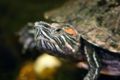 Red-Eared Slider-9087.jpg