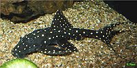 Adonis Pleco.jpg