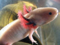 Axolotl-381.jpg