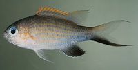 Chromis vanderbilti.jpg