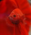 Redbetta-6089.jpg