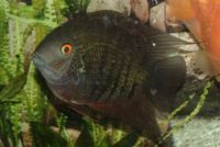 Severum.JPG