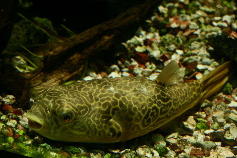 File:Tetraodon mbu-9556.jpg