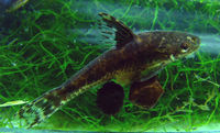 Otocinclus flexilis558.jpg