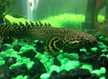 Polypterus ornatipinnis.png