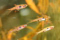 Pygmyrasbora2.jpg