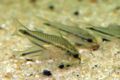 Corydoras pygmaeus-6746.jpg