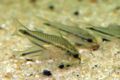 Corydoras pygmaeus-6746.jpg