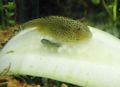 Hillstreamloach a.jpg