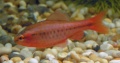 Male Cherry Barb.jpg